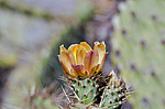 ������� ���������� (Opuntia littoralis)