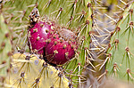 ������� ���������� (Opuntia littoralis)