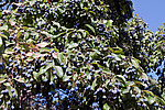 �������� ����������� , ��������� ����������� (Chionanthus retusus)
