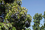 �������� ����������� , ��������� ����������� (Chionanthus retusus)