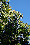 �������� ����������� , ��������� ����������� (Chionanthus retusus)