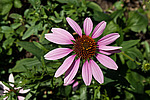 �������� ��������� (Echinacea purpurea)