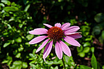 �������� ��������� (Echinacea purpurea)