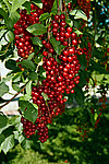 ������� ���������� (Prunus virginiana)