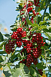 ������� ���������� (Prunus virginiana)