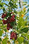 ������� ���������� (Prunus virginiana)