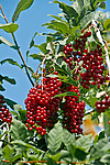 ������� ���������� (Prunus virginiana)