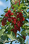 ������� ���������� (Prunus virginiana)