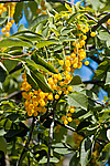 ������� ���������� (Prunus virginiana)