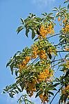 ������� ���������� (Prunus virginiana)