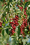 ������� ���������� (Prunus virginiana)