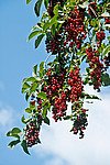 ������� ���������� (Prunus virginiana)