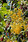������� ���������� (Prunus virginiana)