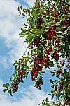 ������� ���������� (Prunus virginiana)