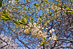 ����� �������� (Prunus domestica)