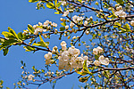 ����� �������� (Prunus domestica)