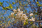 ����� �������� (Prunus domestica)