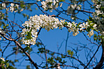 ����� �������� (Prunus domestica)