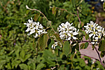 ���� ���������� (Amelanchier spicata)