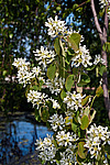 ���� ���������� (Amelanchier spicata)