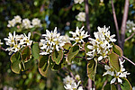 ���� ���������� (Amelanchier spicata)