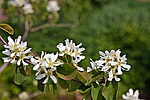 ���� ���������� (Amelanchier spicata)