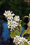 ���� ���������� (Amelanchier spicata)