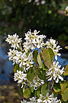 ���� ���������� (Amelanchier spicata)