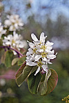 ���� ���������� (Amelanchier spicata)