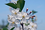 ����� ������������ (Prunus cerasus)