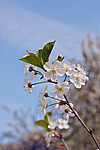 ����� ������������ (Prunus cerasus)