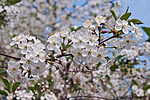 ����� ������������ (Prunus cerasus)