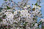 ����� ������������ (Prunus cerasus)