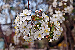 ����� ������������ (Prunus cerasus)