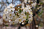 ����� ������������ (Prunus cerasus)