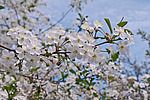 ����� ������������ (Prunus cerasus)