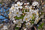 ����� ������������ (Prunus cerasus)
