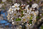 ����� ������������ (Prunus cerasus)