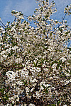 ����� ������������ (Prunus cerasus)