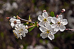 ����� ������������ (Prunus cerasus)