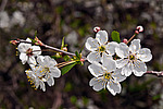 ����� ������������ (Prunus cerasus)