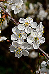 ����� ������������ (Prunus cerasus)