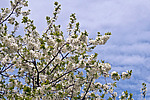 ����� �������� (Prunus domestica)