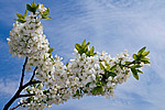 ����� �������� (Prunus domestica)