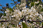 ����� �������� (Prunus domestica)