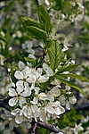 ����� �������� (Prunus domestica)