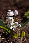 �������� ������� (Scilla mischtschenkoana) White Squill