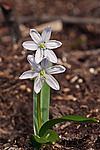�������� ������� (Scilla mischtschenkoana) White Squill