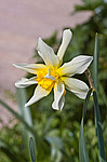 ������� ���������������� (Narcissus x hybrid) Big-cupped Narcissus / Long-cupped Daffodils
