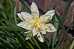 ������� �������� (Narcissus x hybrid) Double Narcissus / Double Daffodil